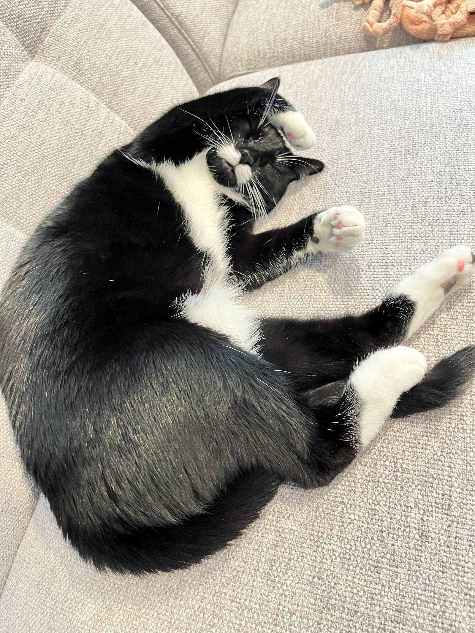 DUTCHESS #1864 - Offered by Owner - Friendly Tux, a Adoptable mixed breed in Hillsboro, OR image 3/3