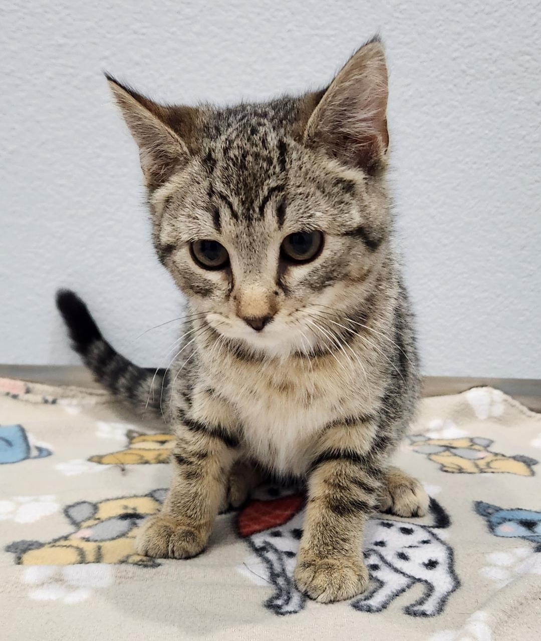 Enlarge Clara, a Adoptable Domestic Short Hair in Pella, IA image 2/2