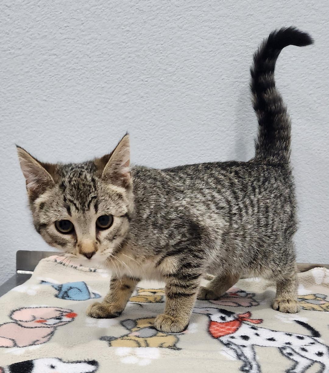 Clara, Adoptable, Young Female Domestic Short Hair.