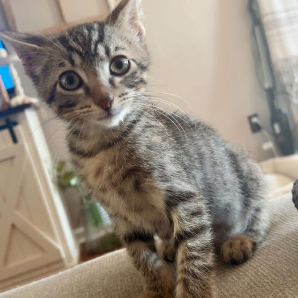 Donkey, Adoptable, Kitten Male Domestic Short Hair.