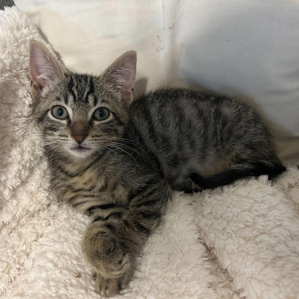 Enlarge Donkey, a Adoptable Domestic Short Hair in Reisterstown, MD image 2/2