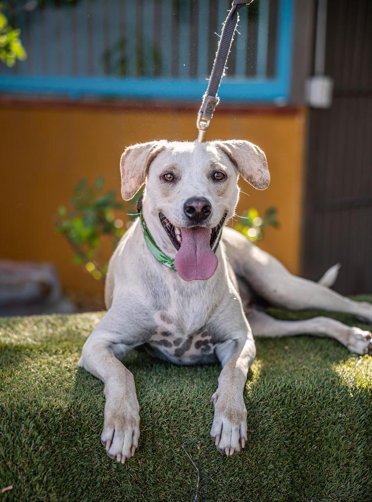 Hutch, a Adoptable mixed breed in Anacortes, WA image 1/6