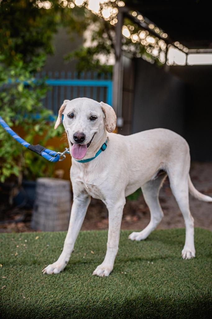 Hutch, Adoptable, Adult Male English Pointer & Yellow Labrador Retriever.
