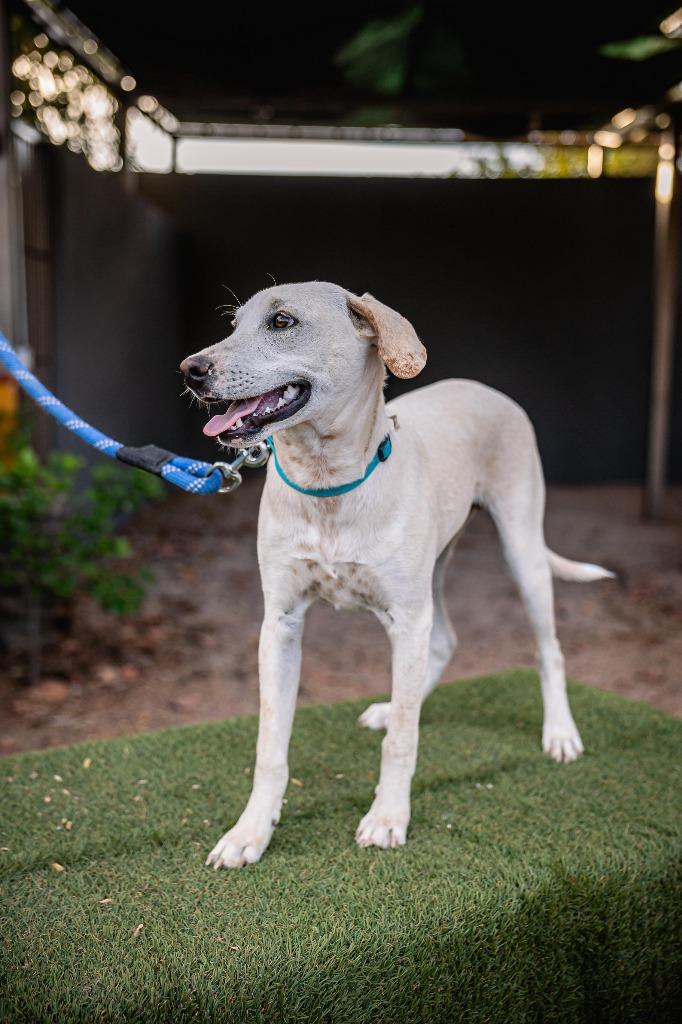 Enlarge Hutch, a Adoptable mixed breed in Anacortes, WA image 2/6