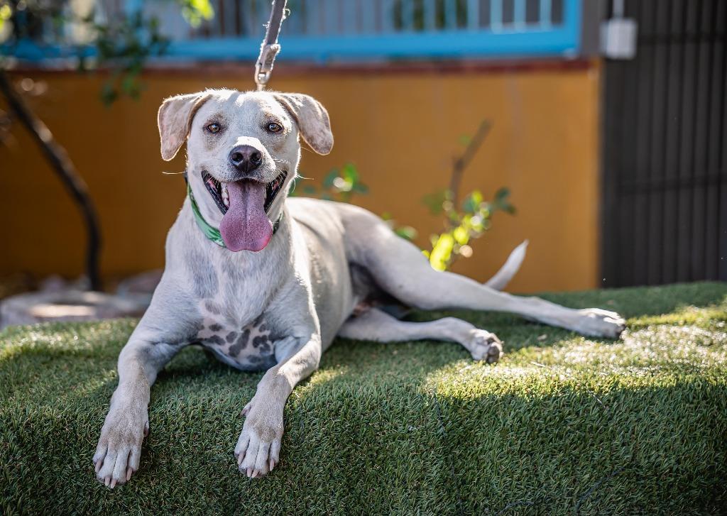 Hutch, a Adoptable mixed breed in Anacortes, WA image 2/6