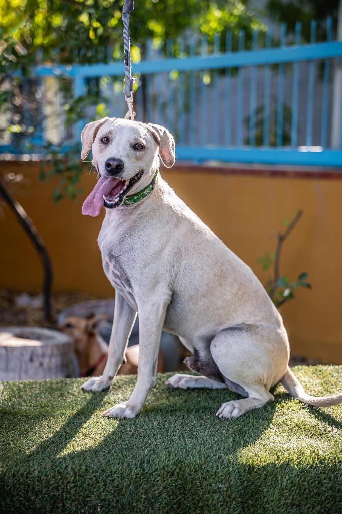 Hutch, a Adoptable mixed breed in Anacortes, WA image 3/6