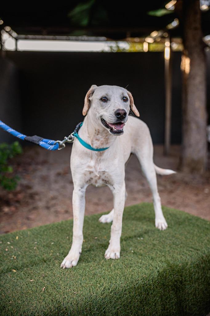 Hutch, a Adoptable mixed breed in Anacortes, WA image 2/6