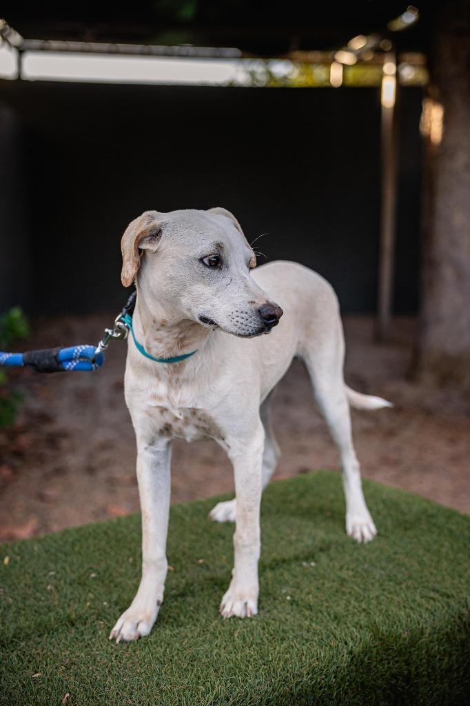Enlarge Hutch, a Adoptable mixed breed in Anacortes, WA image 4/6