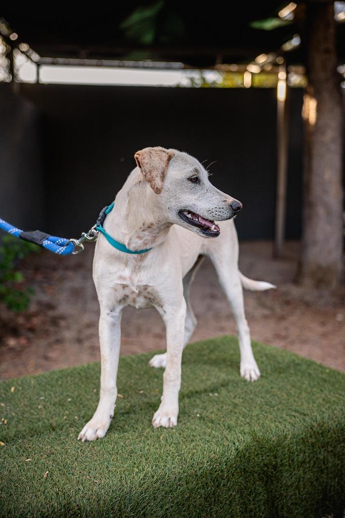Enlarge Hutch, a Adoptable mixed breed in Anacortes, WA image 6/6