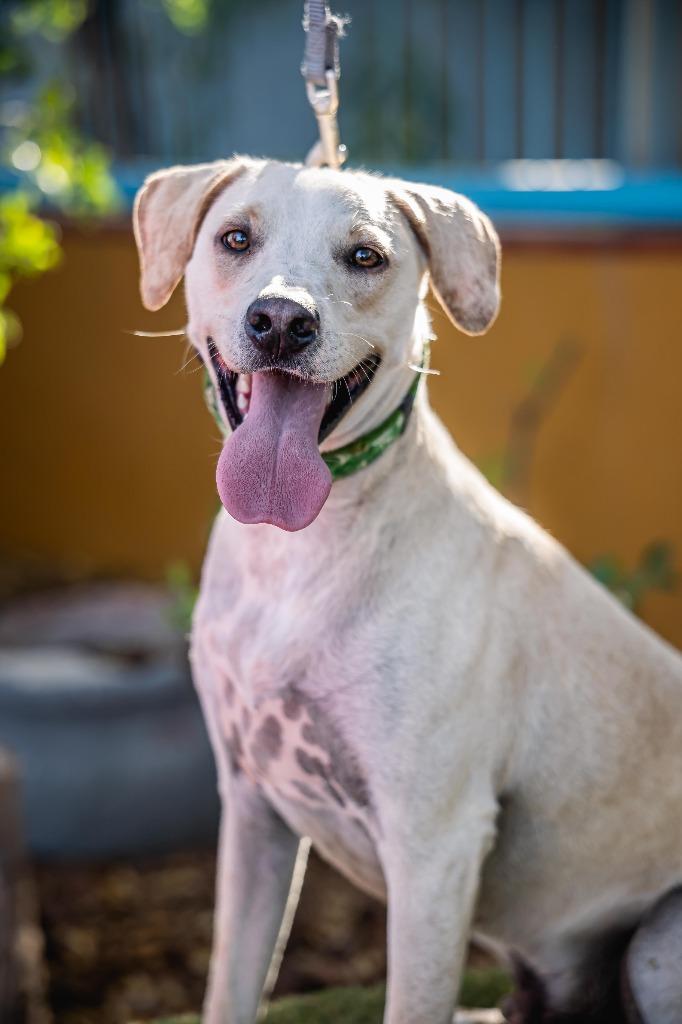 Hutch, a Adoptable mixed breed in Anacortes, WA image 4/6