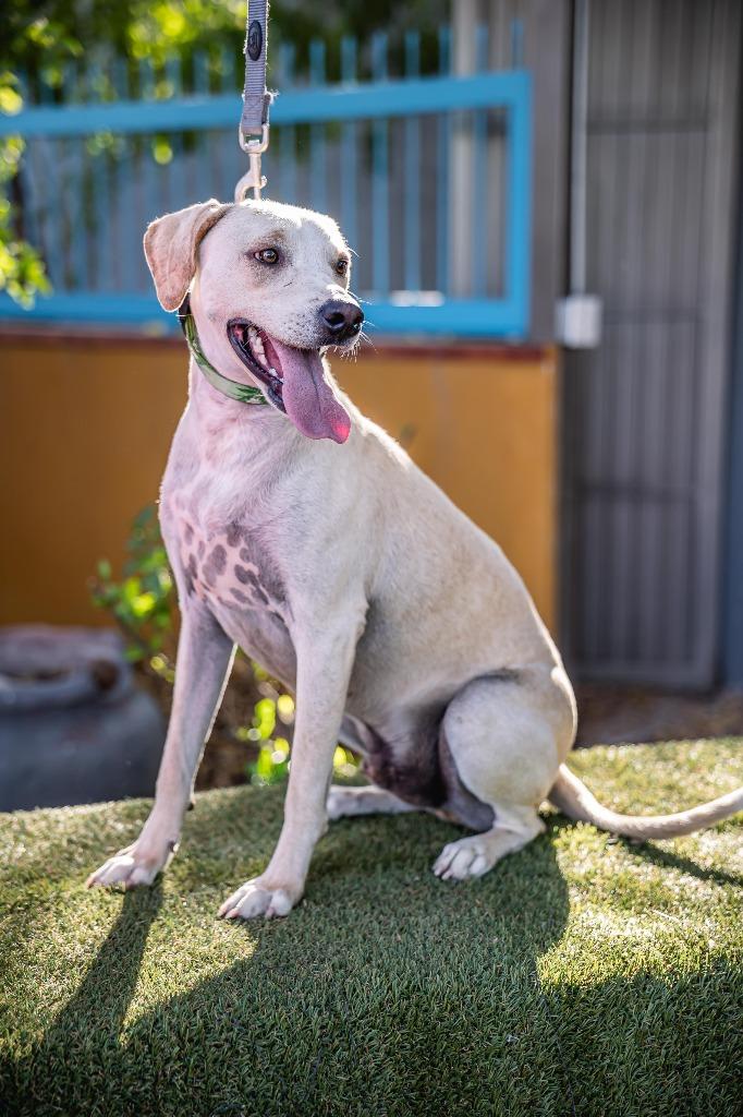 Hutch, a Adoptable mixed breed in Anacortes, WA image 5/6