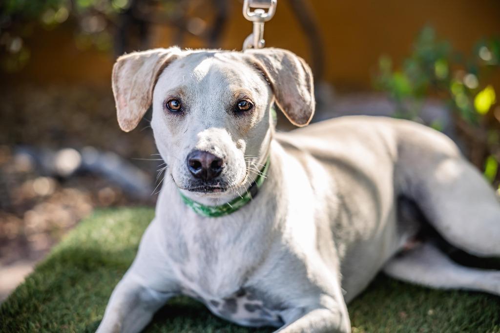 Hutch, a Adoptable mixed breed in Anacortes, WA image 6/6