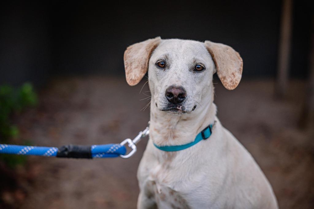Enlarge Hutch, a Adoptable mixed breed in Anacortes, WA image 6/6