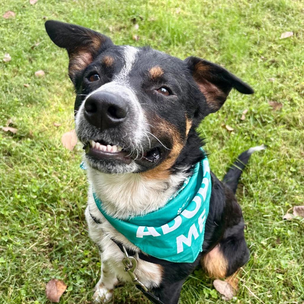 Jasper P4P, Adoptable, Adult Male Australian Shepherd & Border Collie.
