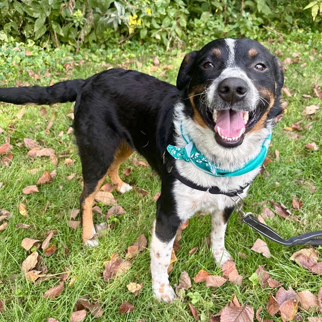 Enlarge Jasper P4P, a Adoptable mixed breed in St Joseph, MO image 2/6