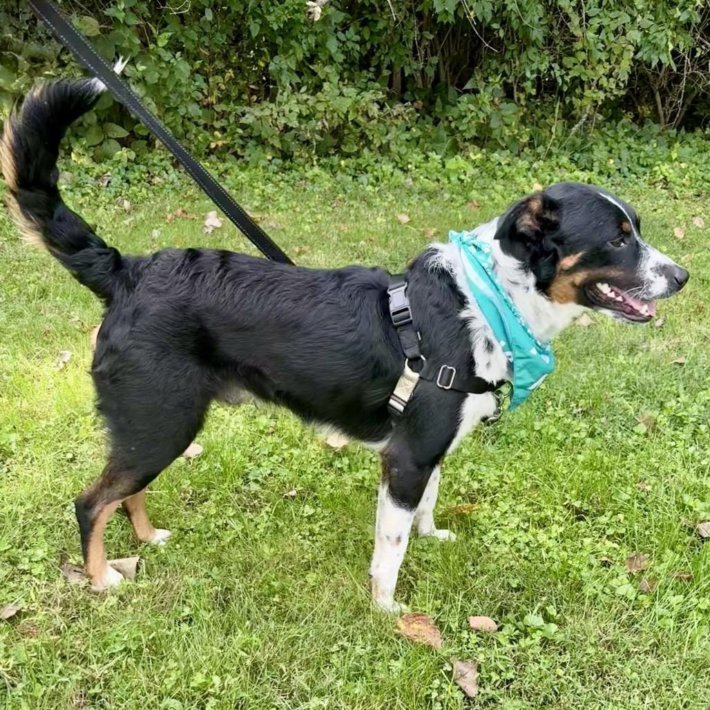 Enlarge Jasper P4P, a Adoptable mixed breed in St Joseph, MO image 3/6