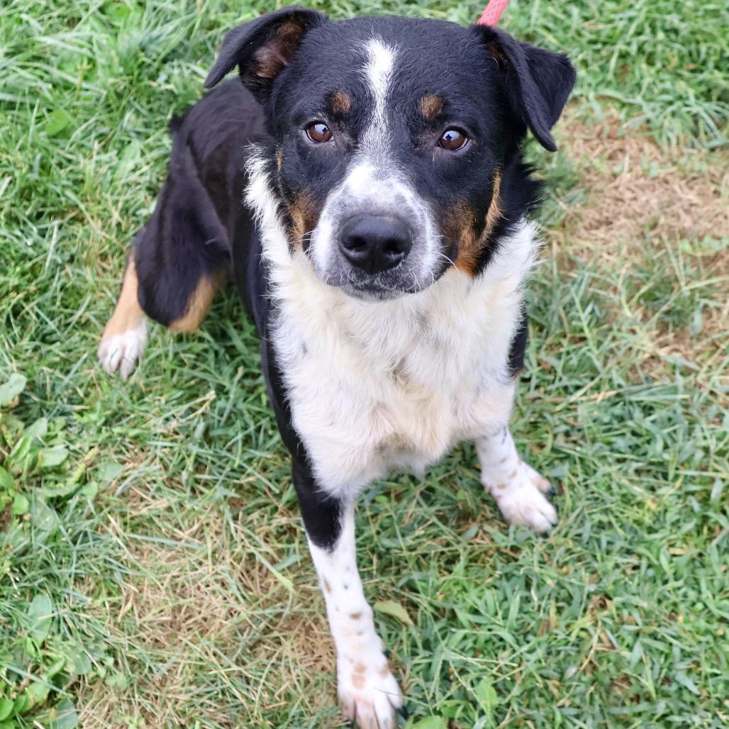 Enlarge Jasper P4P, a Adoptable mixed breed in St Joseph, MO image 4/6