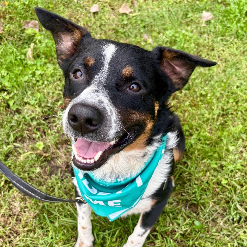 Enlarge Jasper P4P, a Adoptable mixed breed in St Joseph, MO image 5/6