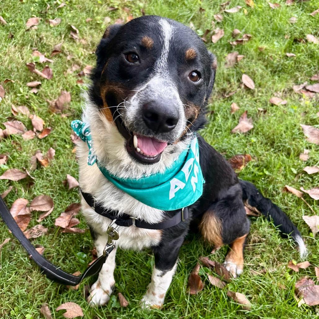 Enlarge Jasper P4P, a Adoptable mixed breed in St Joseph, MO image 6/6