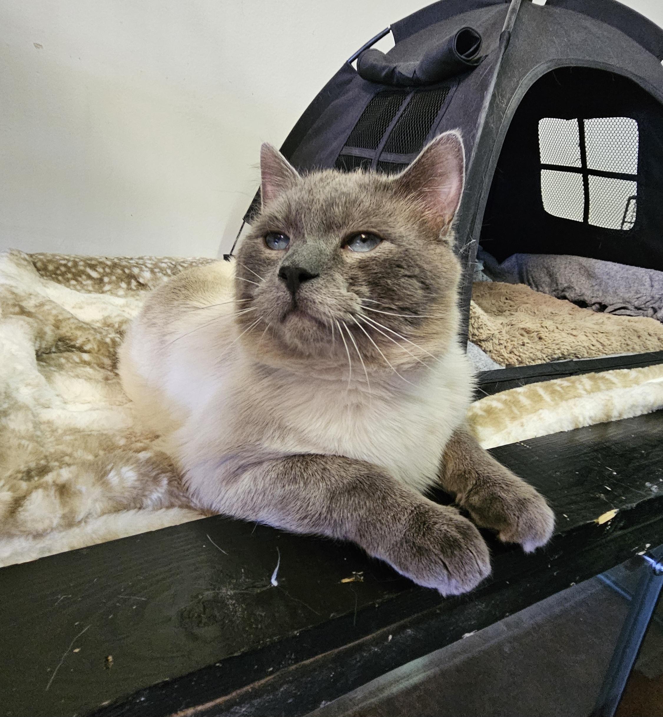 Enlarge Skye, an adopted Domestic Short Hair in Brockport, NY image 1/6