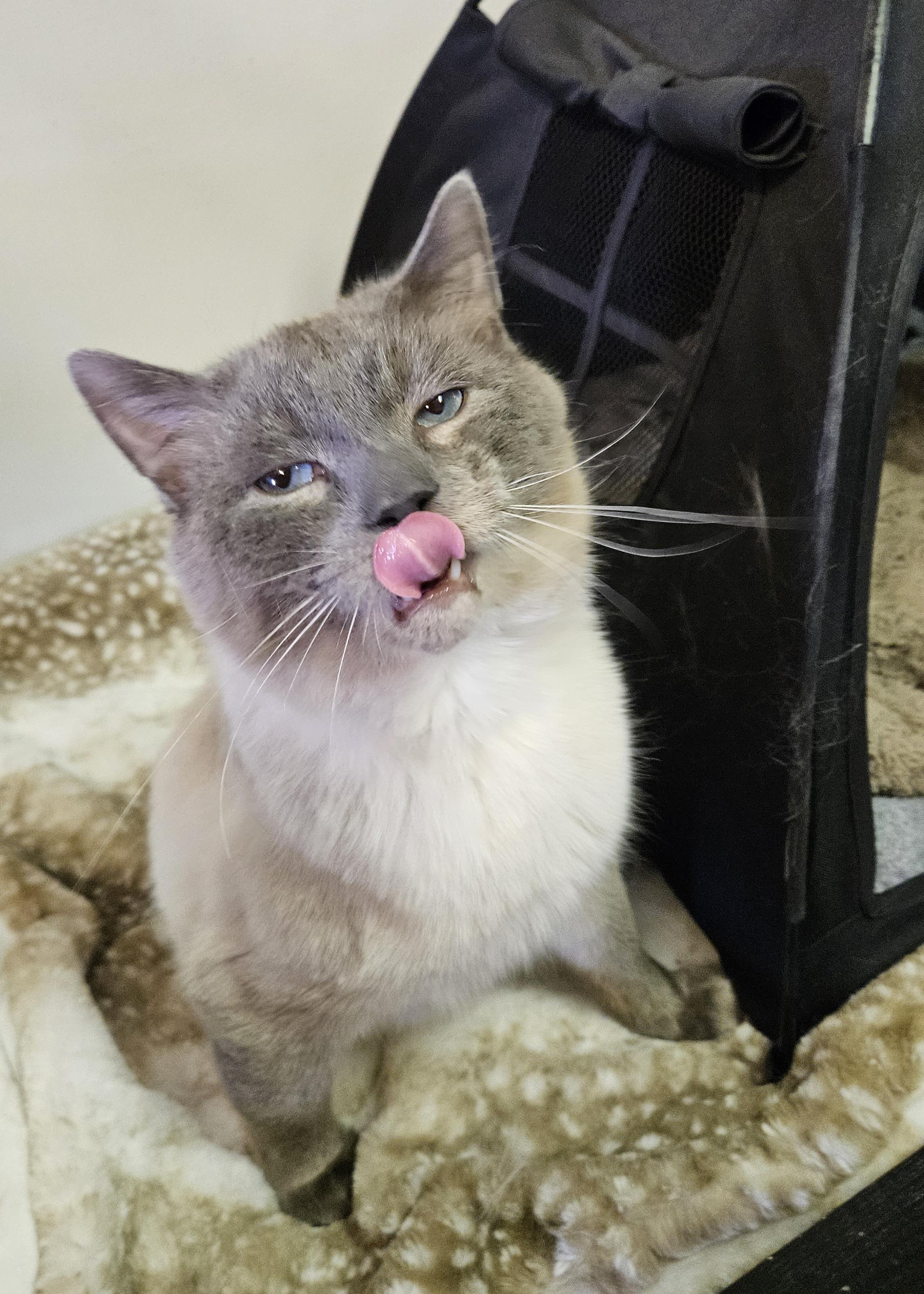 Enlarge Skye, an adopted Domestic Short Hair in Brockport, NY image 2/6