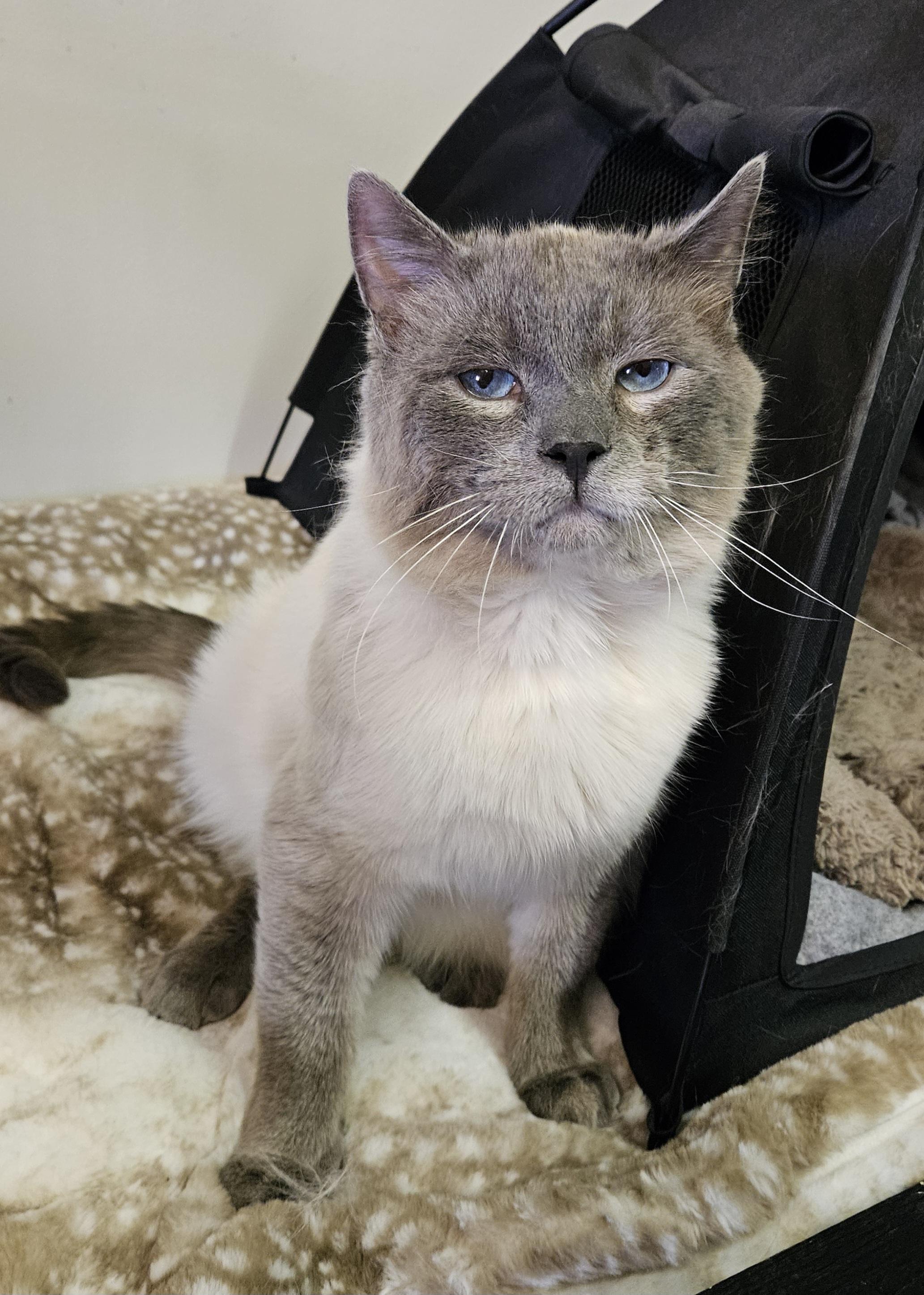 Enlarge Skye, an adopted Domestic Short Hair in Brockport, NY image 5/6