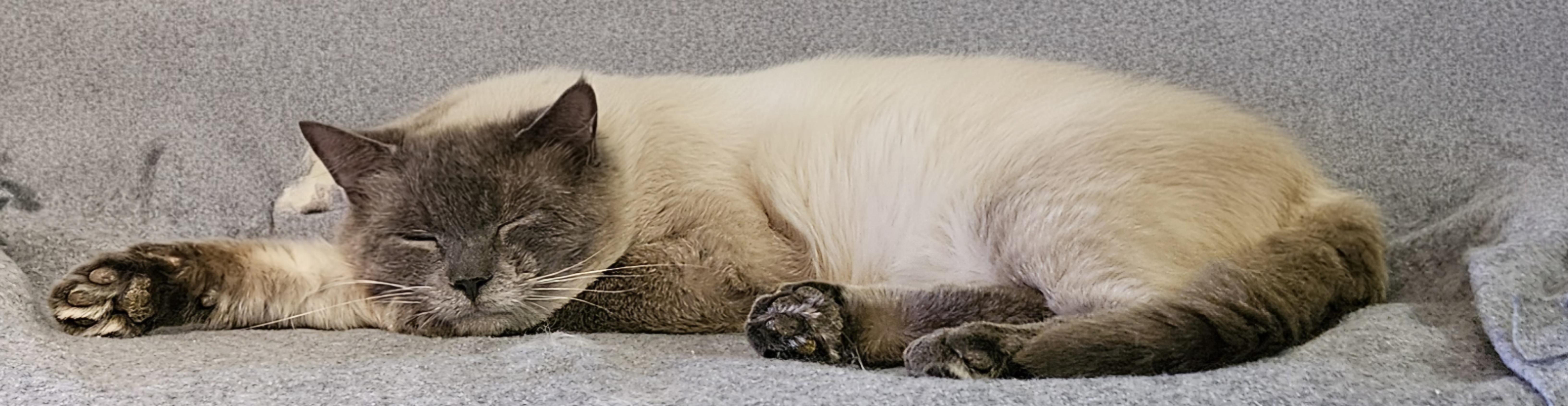 Enlarge Skye, an adopted Domestic Short Hair in Brockport, NY image 3/6