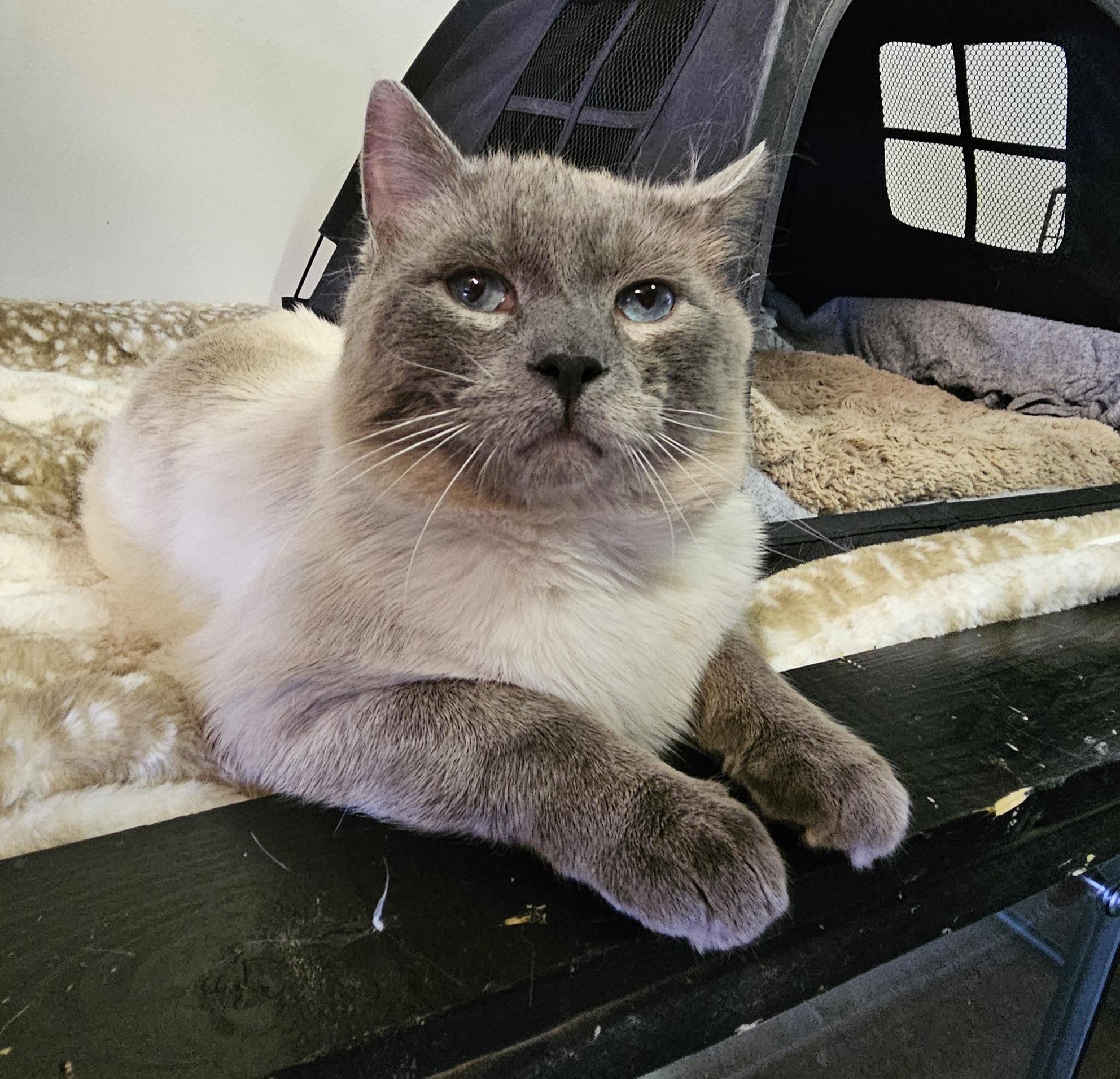 Enlarge Skye, an adopted Domestic Short Hair in Brockport, NY image 6/6