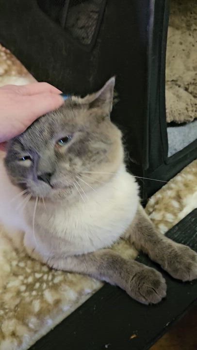 Enlarge Skye, an adopted Domestic Short Hair in Brockport, NY video 4/6