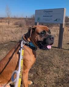 Enlarge Oscar, an adoptable mixed breed in Hamilton, ON image 2/6
