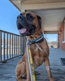 Enlarge Oscar, an adoptable mixed breed in Hamilton, ON image 3/6