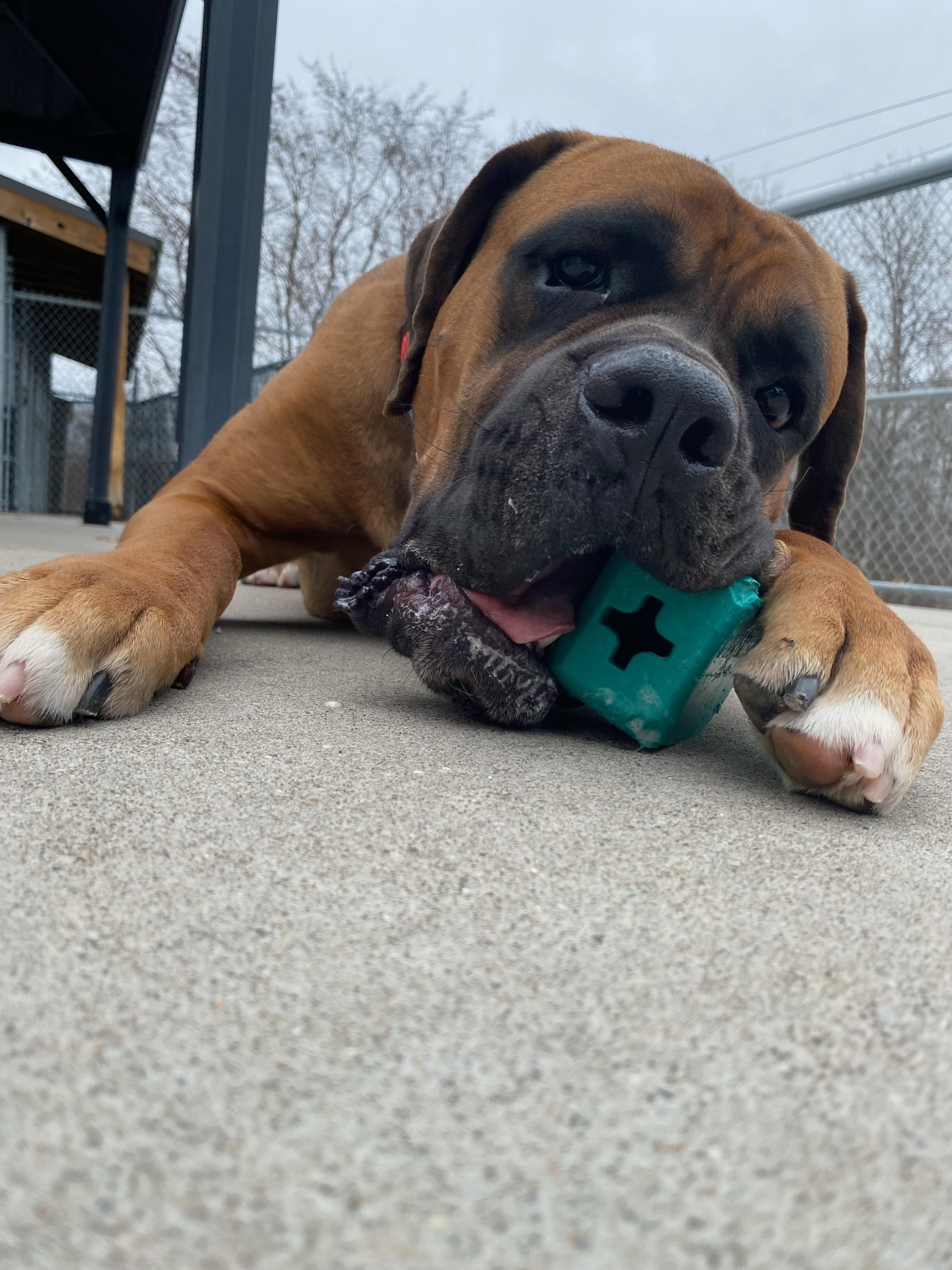 Enlarge Oscar, an adoptable mixed breed in Hamilton, ON image 6/6