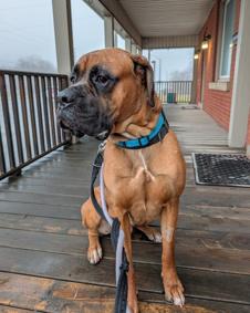 Enlarge Oscar, an adoptable mixed breed in Hamilton, ON image 4/6