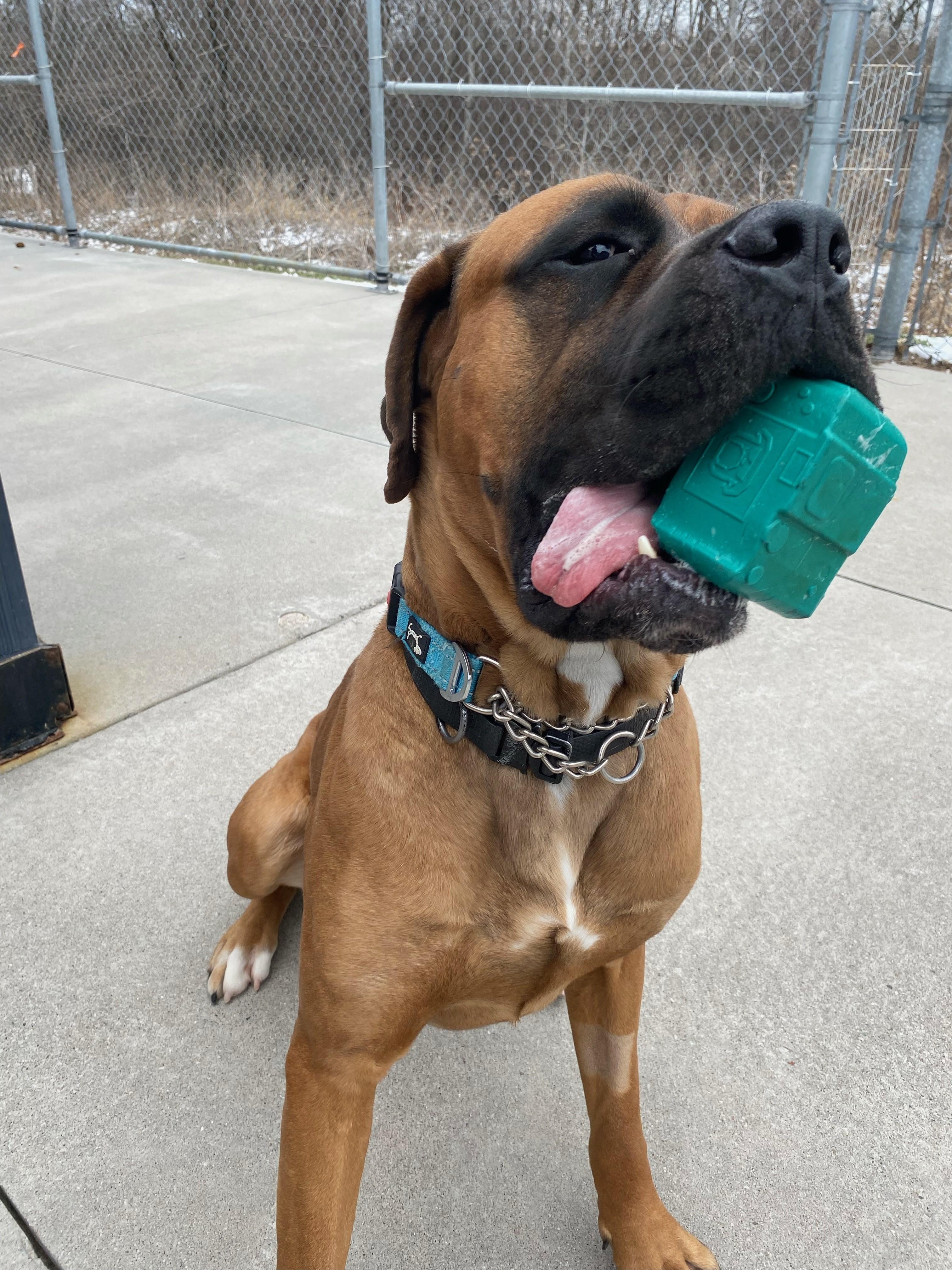 Enlarge Oscar, an adoptable mixed breed in Hamilton, ON image 5/6