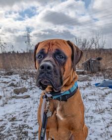 Enlarge Oscar, an adoptable mixed breed in Hamilton, ON image 1/6
