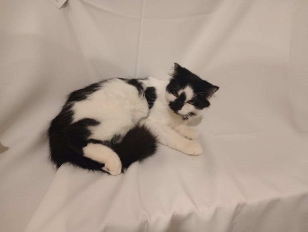 Fluffy 1