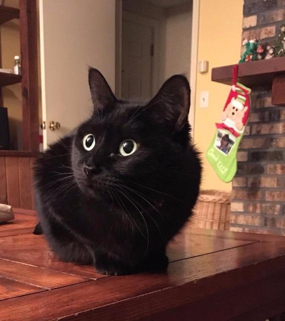 Sheba (fka Momma), Adoptable, Senior Female Domestic Short Hair.