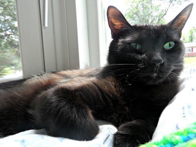 Sheba (fka Momma), a Adoptable mixed breed in Ballwin, MO image 2/5
