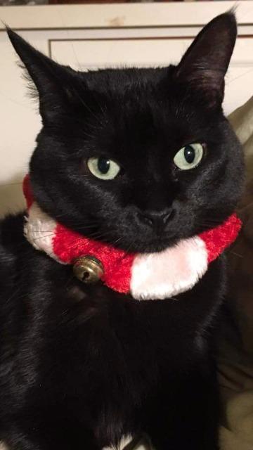 Sheba (fka Momma), a Adoptable mixed breed in Ballwin, MO image 3/5