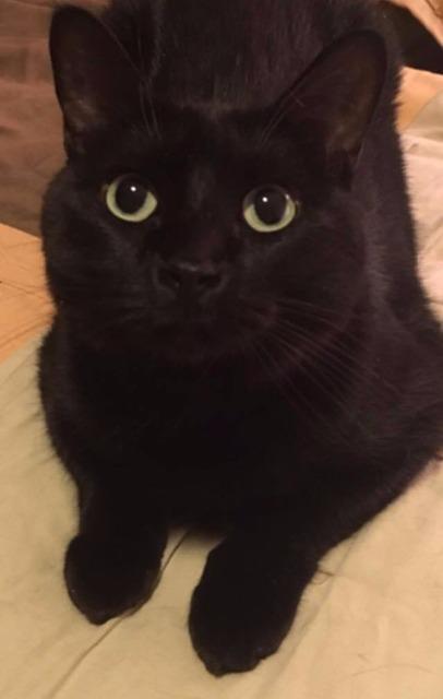 Sheba (fka Momma), a Adoptable mixed breed in Ballwin, MO image 4/5