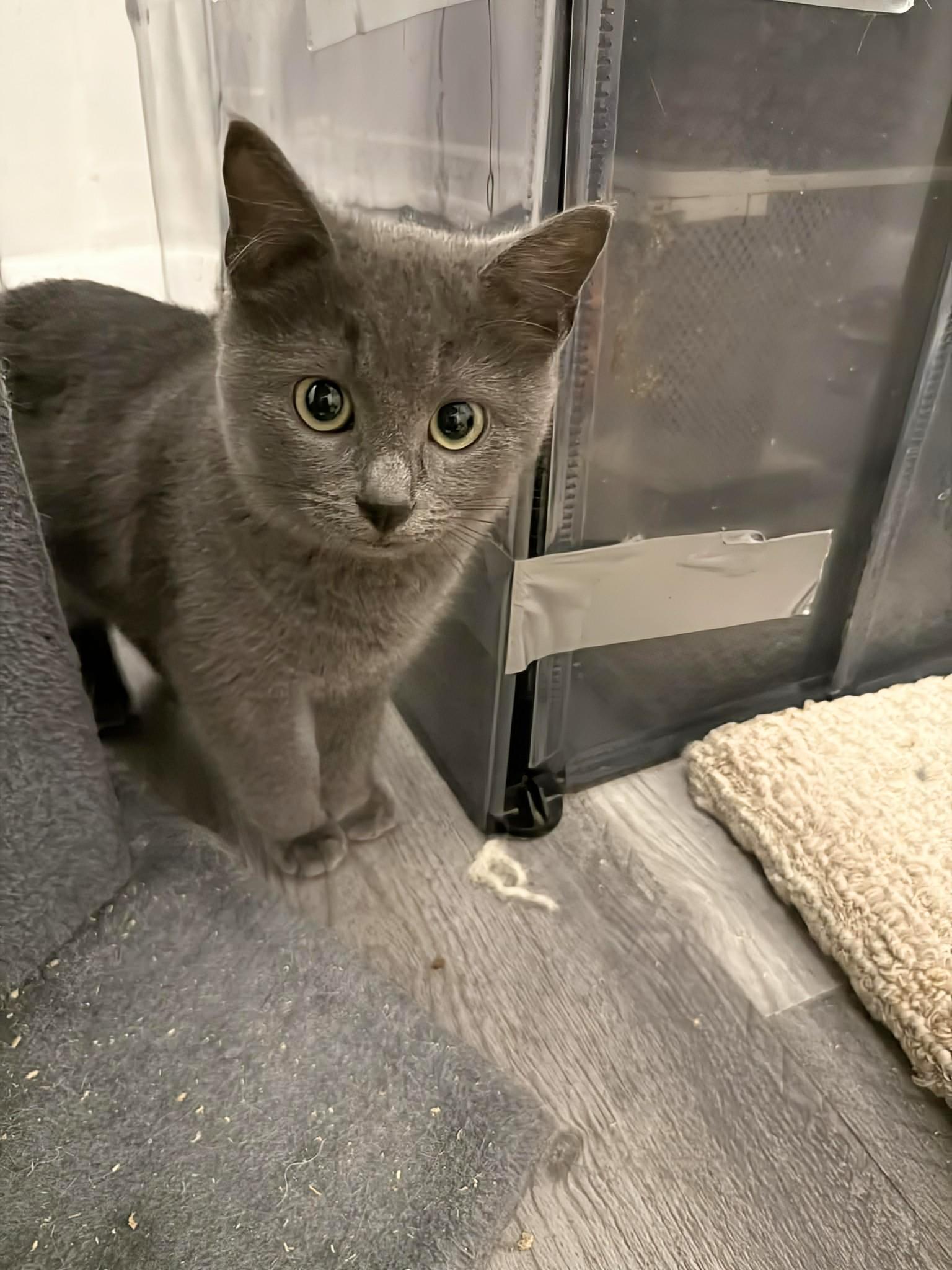 Enlarge Benji, an adopted Domestic Short Hair in Winnipeg, MB image 1/4