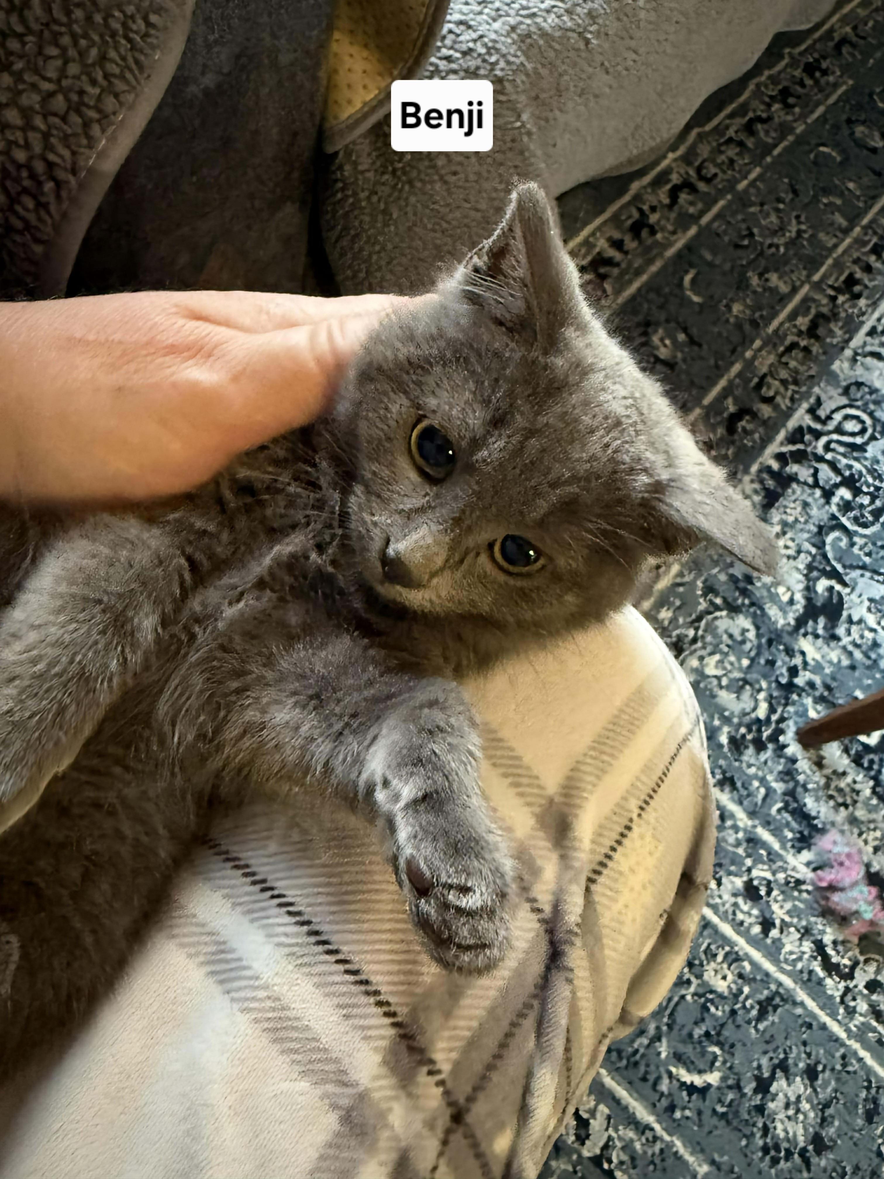 Enlarge Benji, an adopted Domestic Short Hair in Winnipeg, MB image 2/4