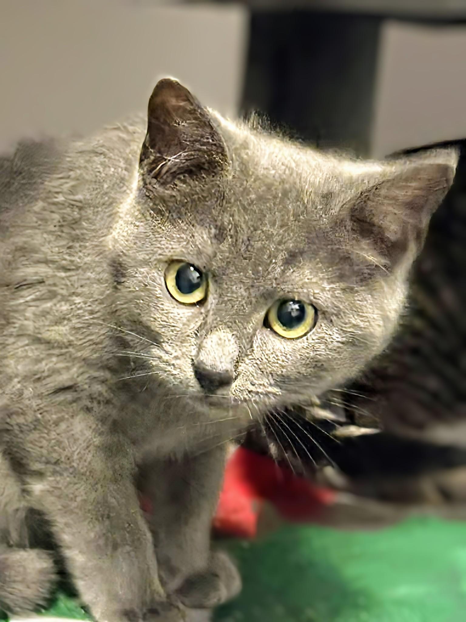 Enlarge Benji, an adopted Domestic Short Hair in Winnipeg, MB image 3/4