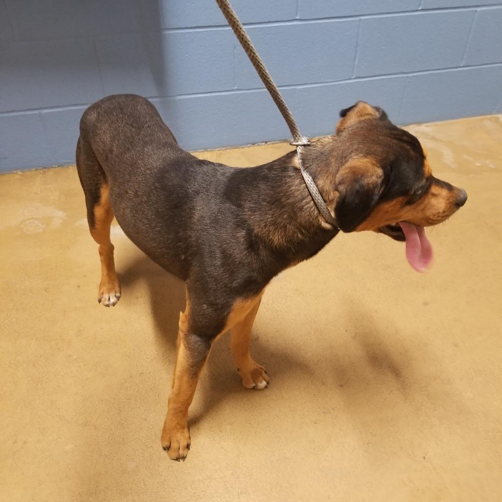 Enlarge Buddy, a Adoptable mixed breed in Portland, TX image 1/3