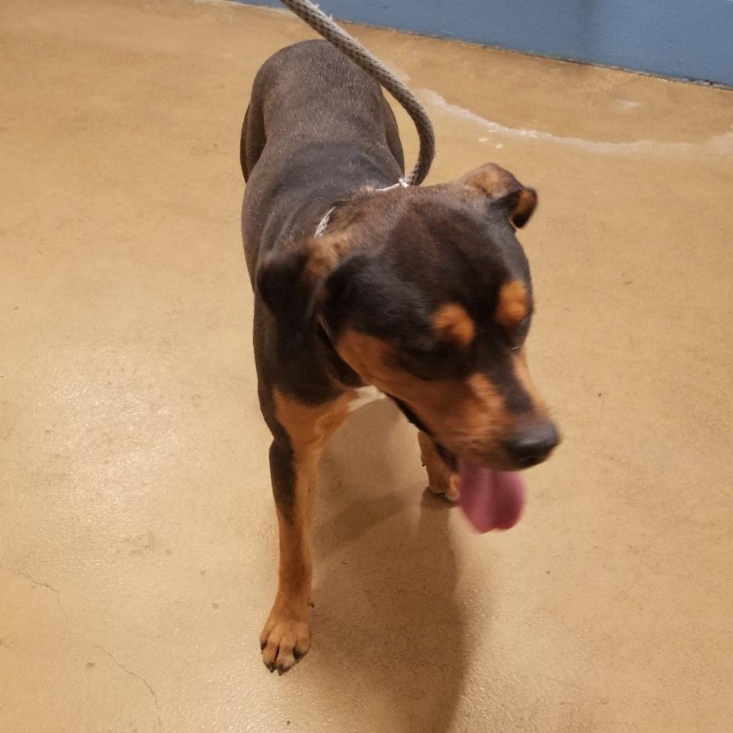 Enlarge Buddy, a Adoptable mixed breed in Portland, TX image 2/3