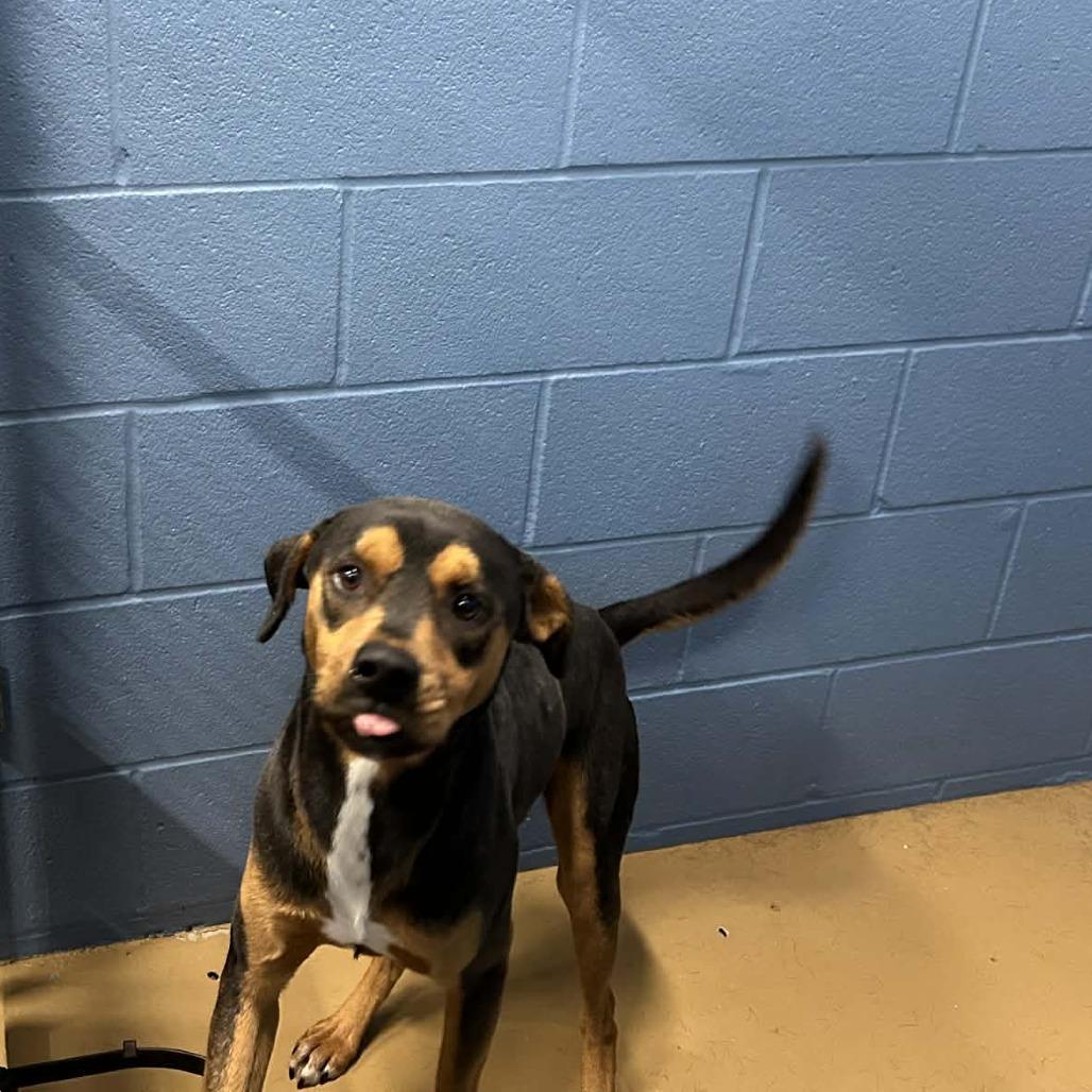 Enlarge Buddy, a Adoptable mixed breed in Portland, TX image 3/3