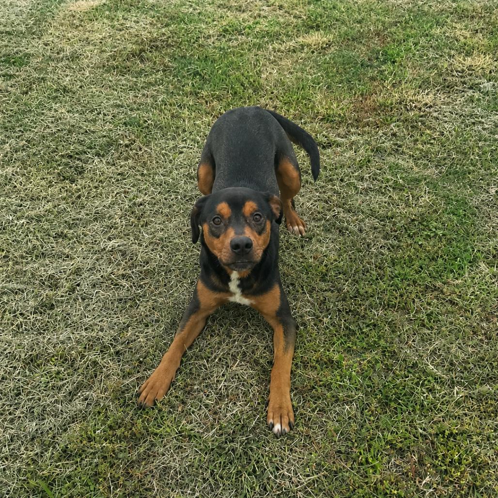 Enlarge Buddy, a Adoptable mixed breed in Portland, TX image 5/6