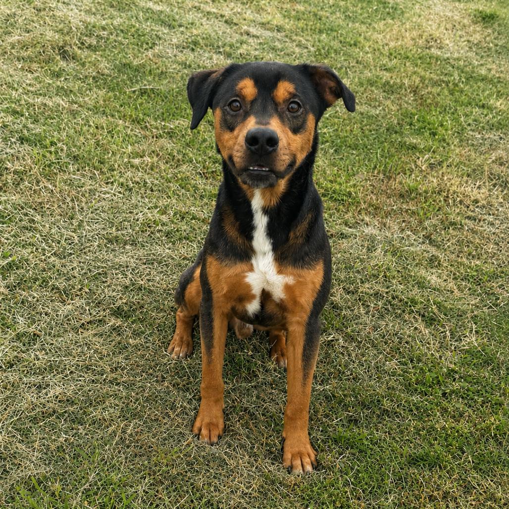 Enlarge Buddy, a Adoptable mixed breed in Portland, TX image 6/6