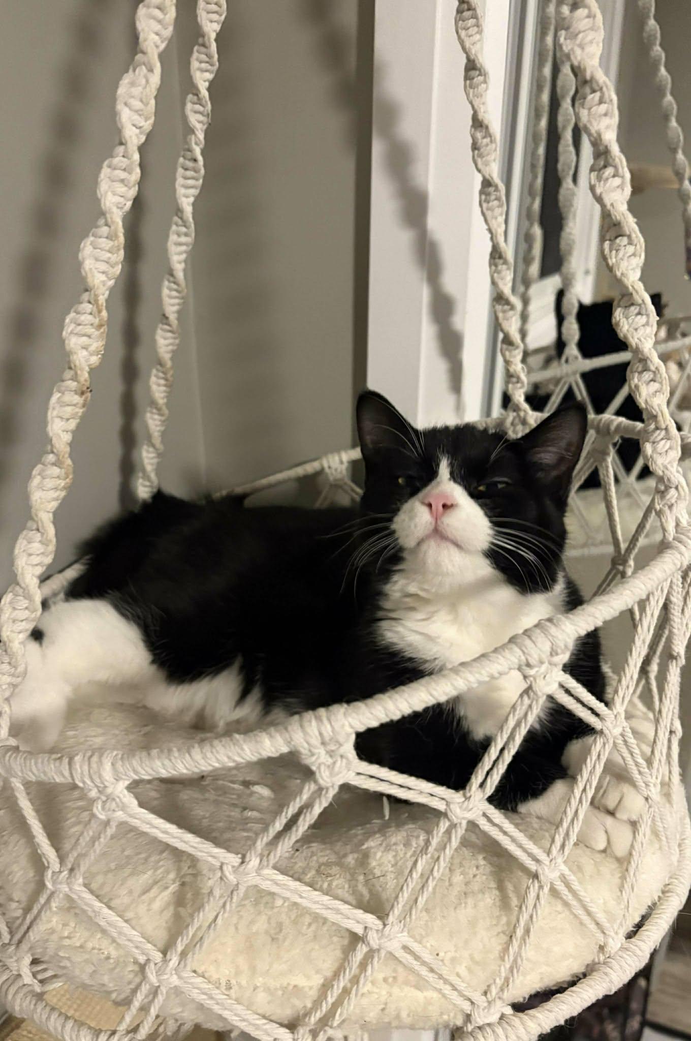 Merry, adopted, Young Female Domestic Short Hair.