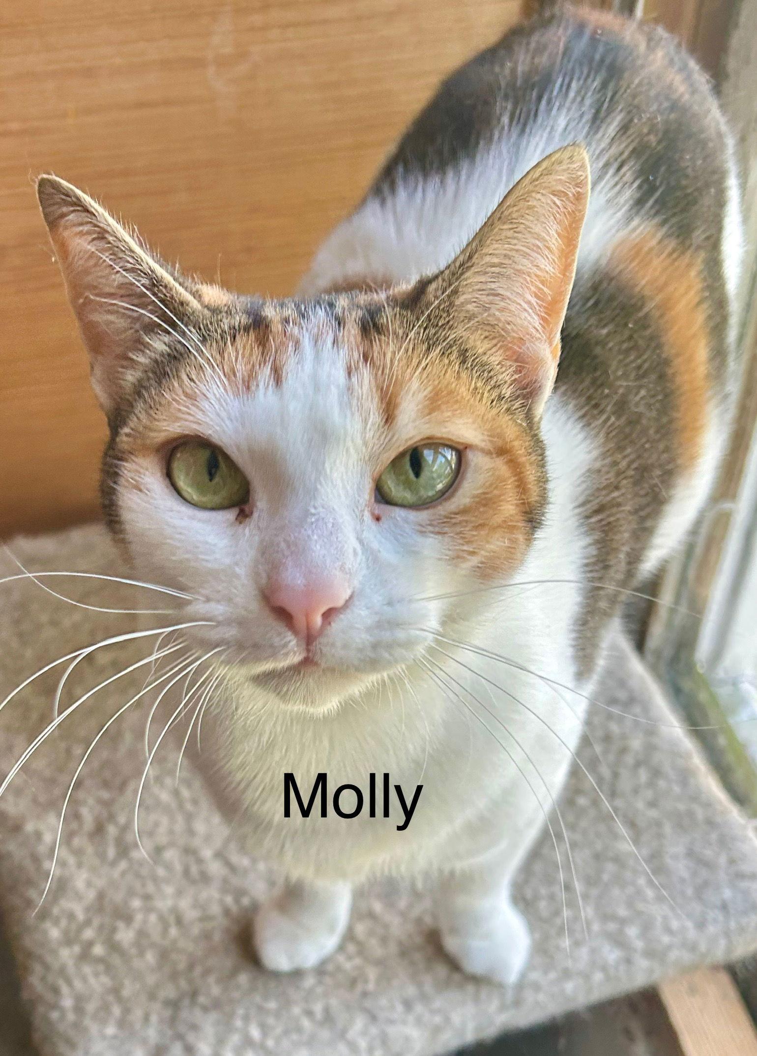 Molly, Adopted, Young Female Domestic Short Hair & Calico.